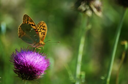 Göz Sağlığı Vitaminleri ve Gıdalar: Günlük Beslenme Rehberi