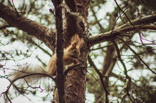Uyku Apnesi Yaşam Tarzı: Evde Semptom Azaltma Yöntemleri